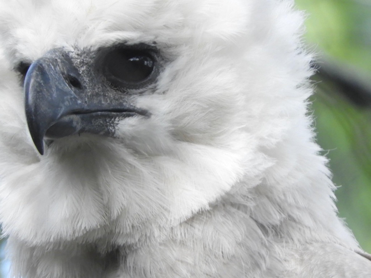 Solve Harpy Eagle Zoo Miami jigsaw puzzle online with 48 pieces