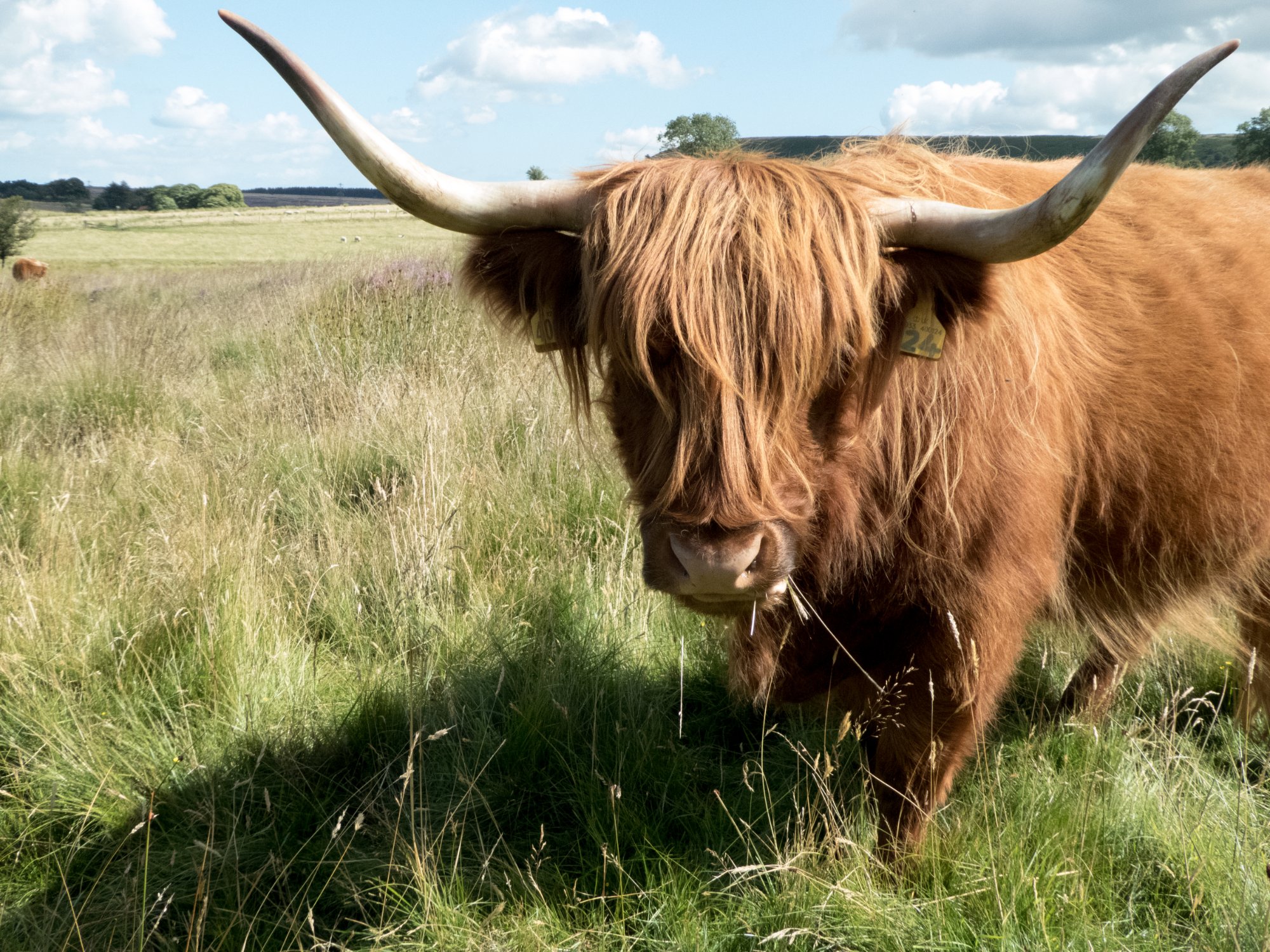 Highlander Crossword Clue - gkw5rtu