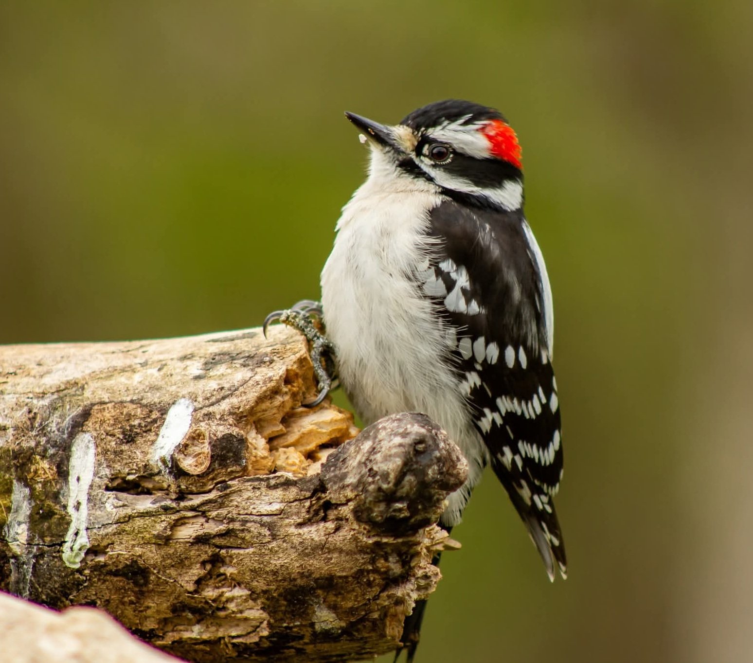 Solve Appalachian Birds: Downy Woodpecker jigsaw puzzle online with 99 ...