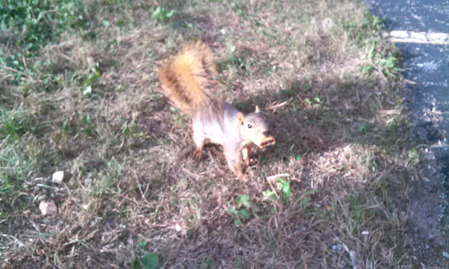 Solve Fig Newton jigsaw puzzle online with 28 pieces