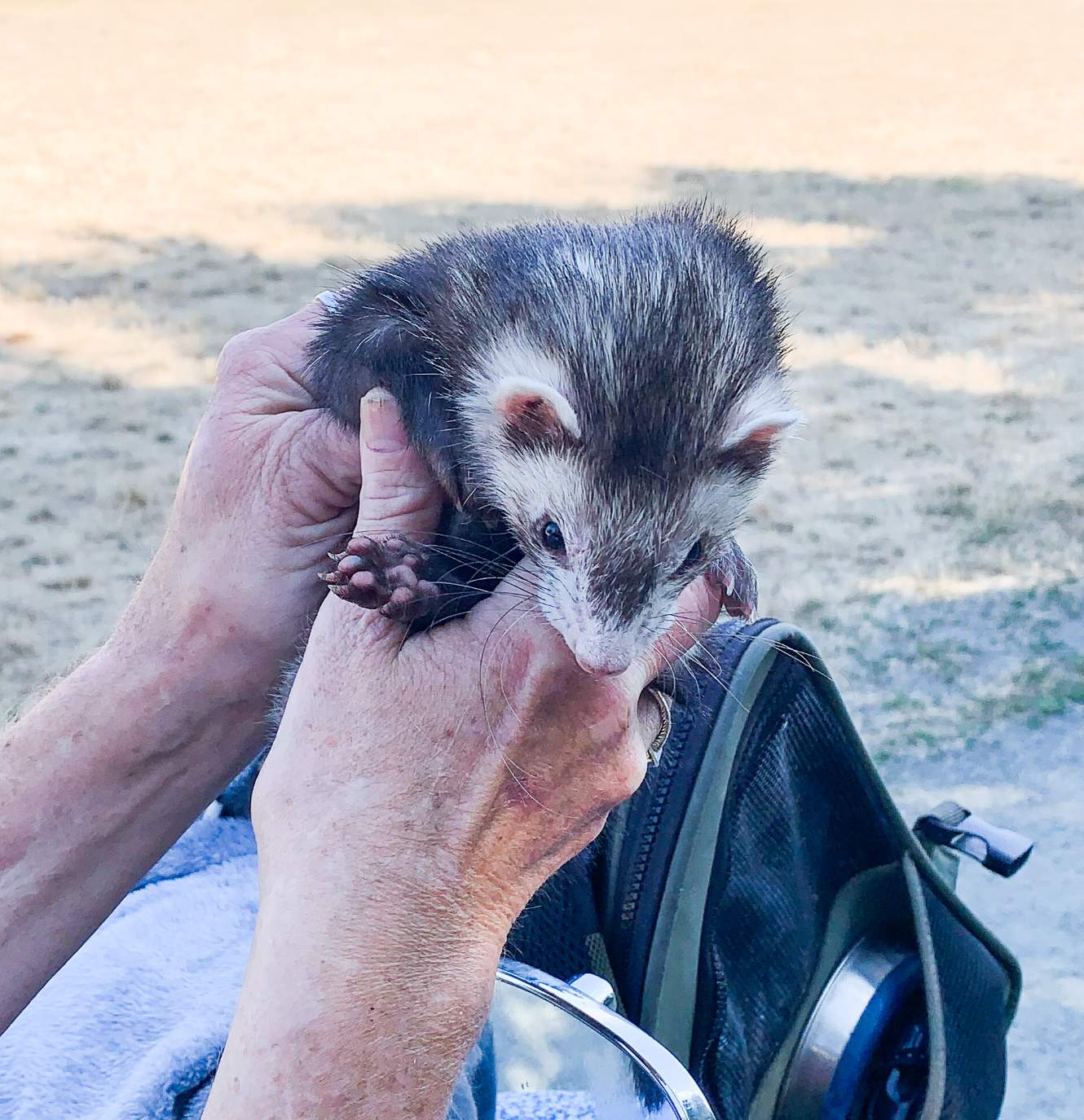 Solve An inquisitive pet ferret in a Victoria BC park jigsaw puzzle