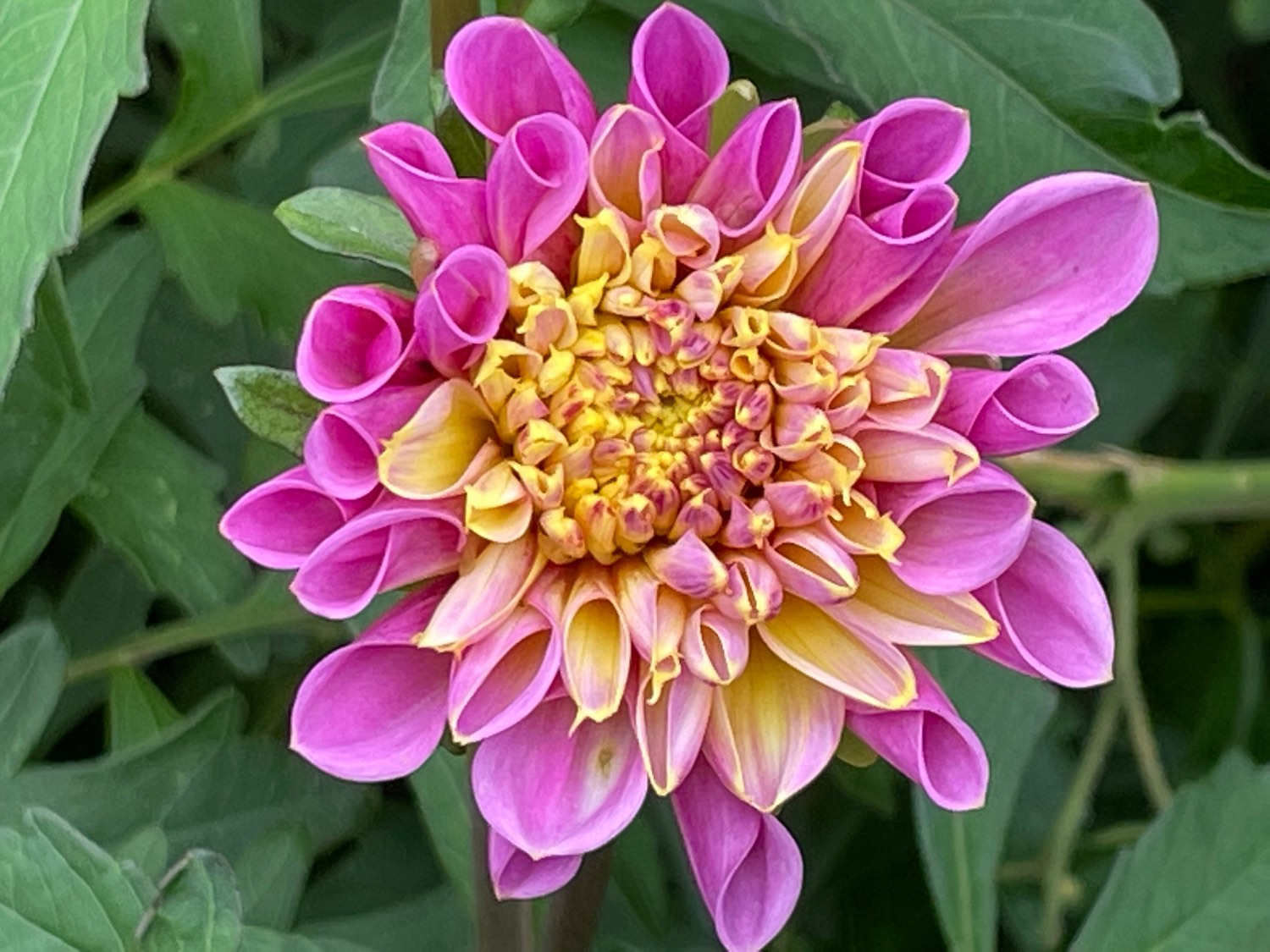 Solve Dahlias jigsaw puzzle online with 70 pieces