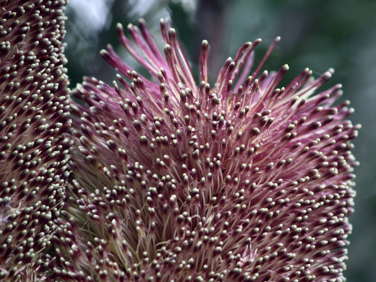 Solve Banksia praemorsa, red form, Cutleaf banksia, Proteaceae