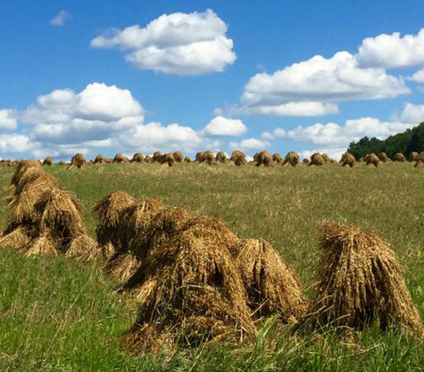 Solve Sheaves jigsaw puzzle online with 460 pieces