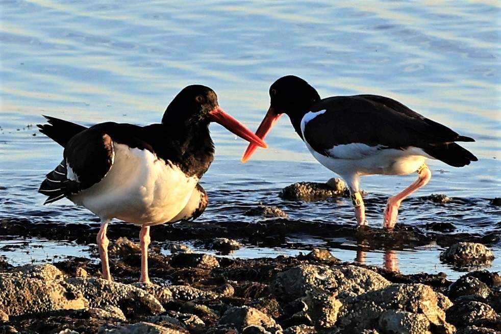 Solve Oyster catchers have a meeting jigsaw puzzle online with 126 pieces
