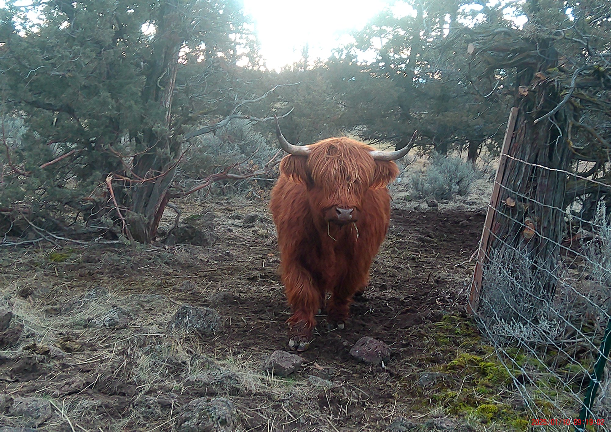 Solve Scottish Highlander jigsaw puzzle online with 96 pieces