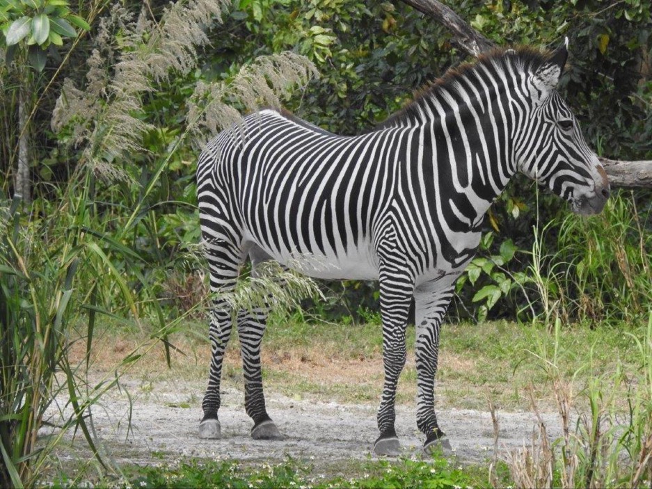 Solve Zebra at Zoo Miami jigsaw puzzle online with 20 pieces