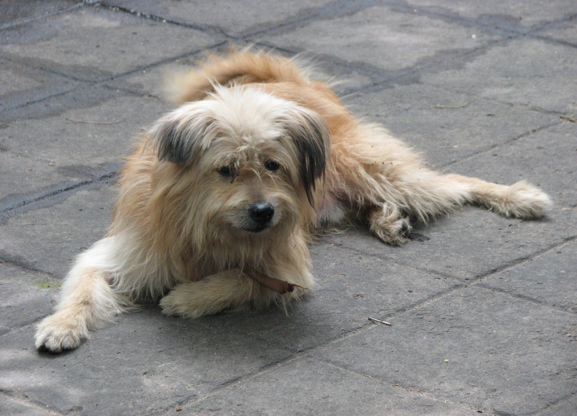 Solve Shaggy dog jigsaw puzzle online with 96 pieces