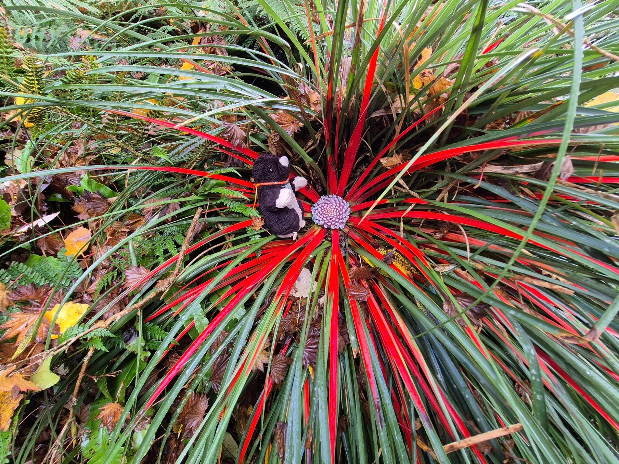 Solve Diggy and the weird flower jigsaw puzzle online with 88 pieces