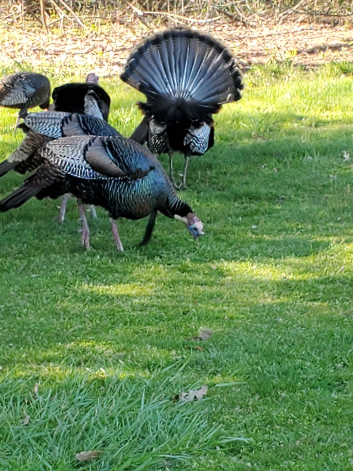 Solve Just a bunch of turkeys jigsaw puzzle online with 154 pieces