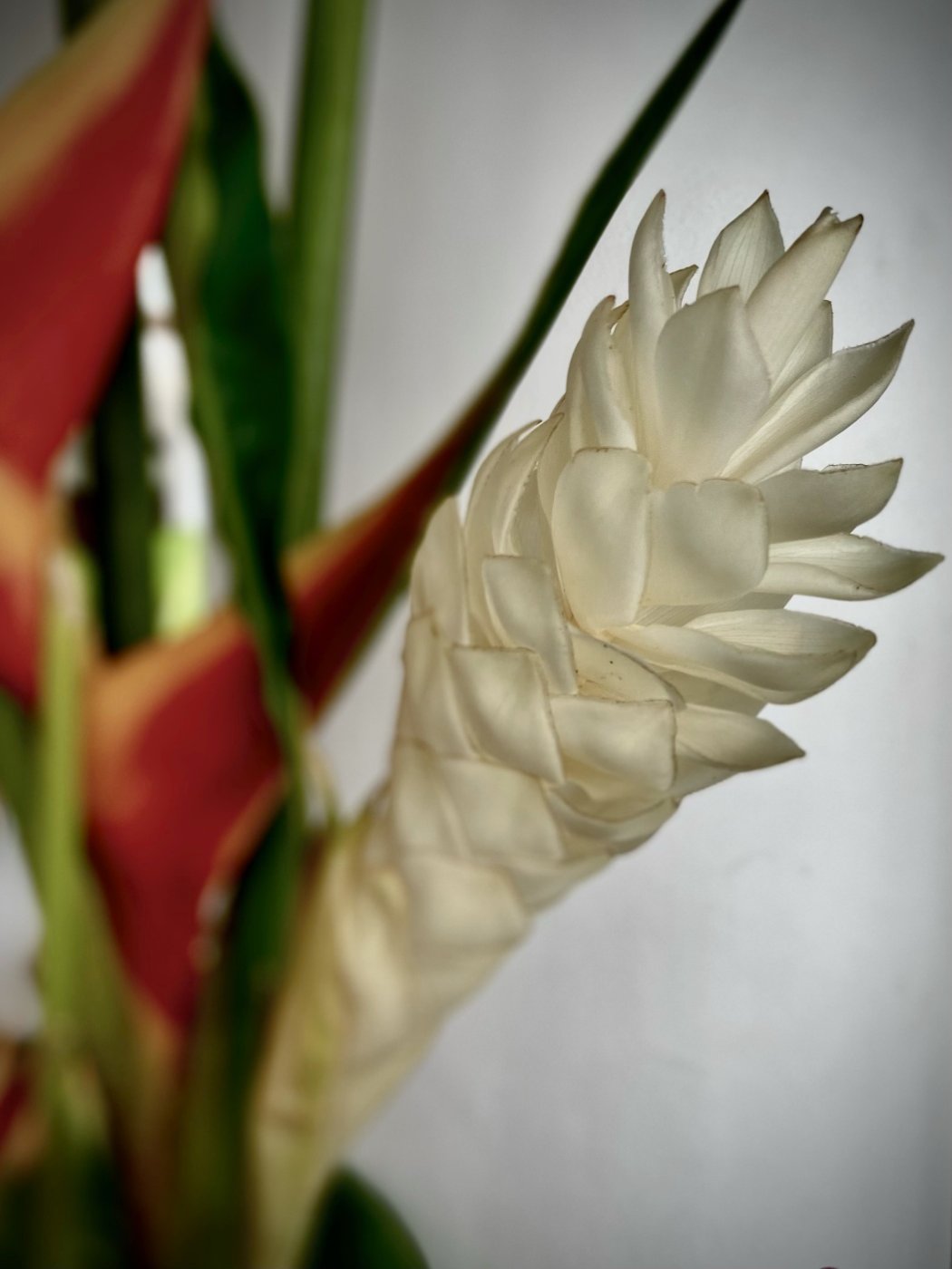Solve PURE WHITE GINGER FLOWER jigsaw puzzle online with 35 pieces