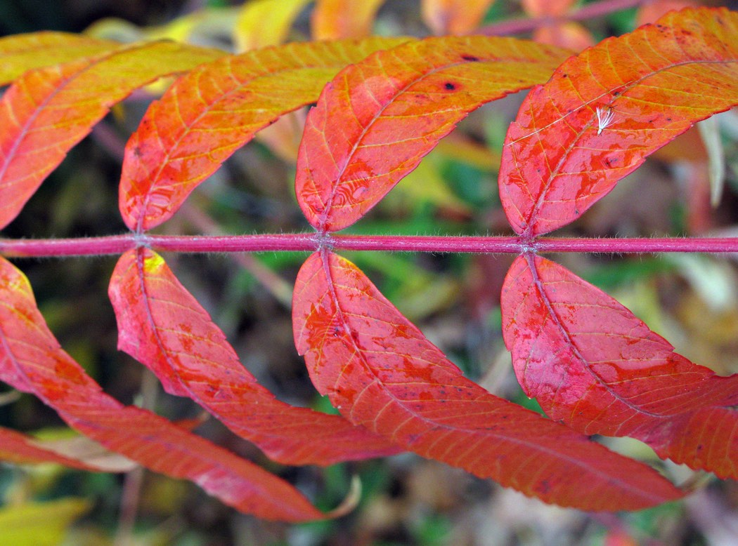 Solve Fall sumac _4577 jigsaw puzzle online with 176 pieces