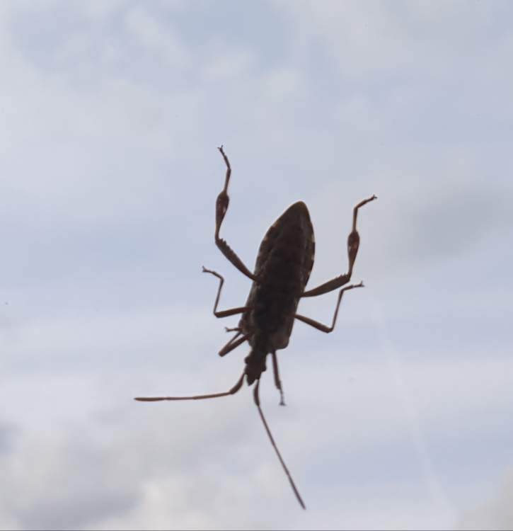 Solve bug jigsaw puzzle online with 9 pieces