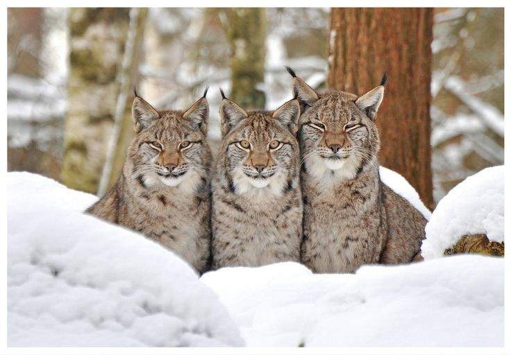Puzzle Rys Solve 2.Rys sourozenci zima_2.Lynx siblings winter jigsaw puzzle online ...