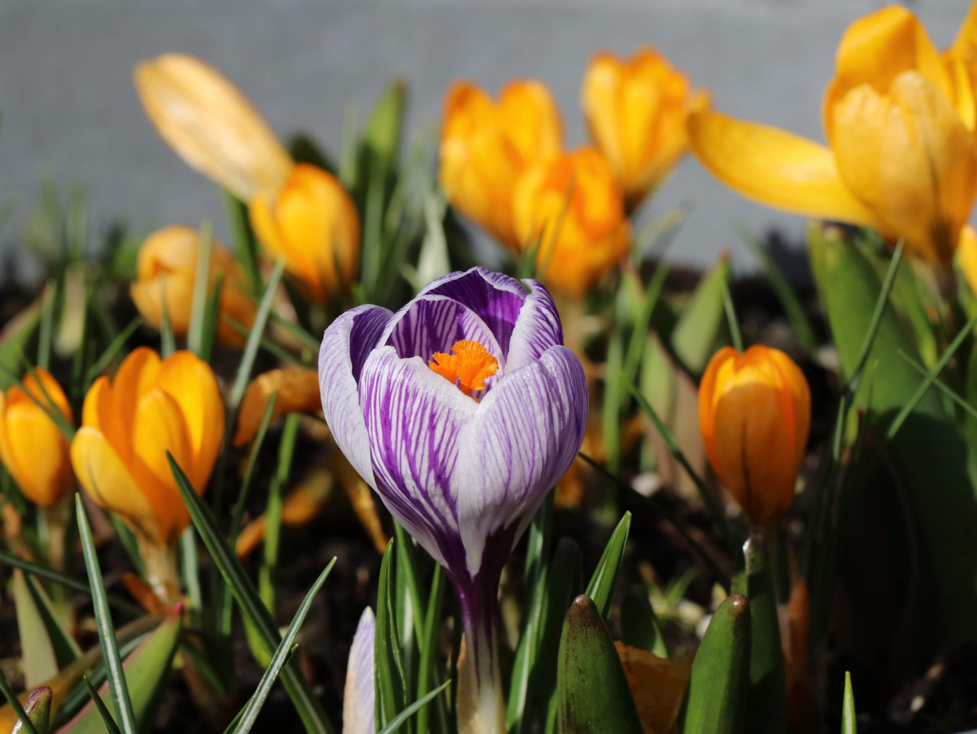 Solve Crocus Challenge jigsaw puzzle online with 432 pieces