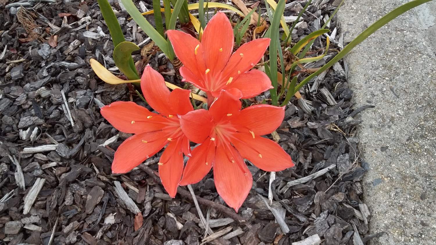 Solve More of the pretty bulbs (?) jigsaw puzzle online with 45 pieces