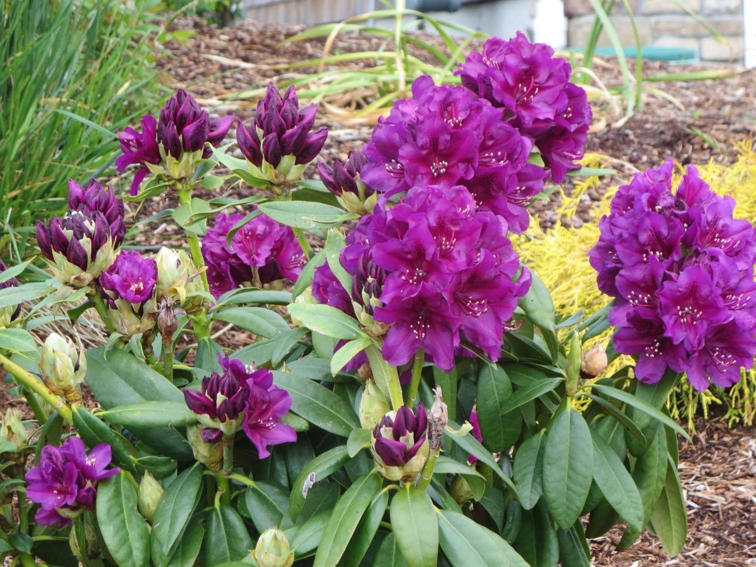 Solve Rhodies in my garden in Oregon jigsaw puzzle online with 48 pieces
