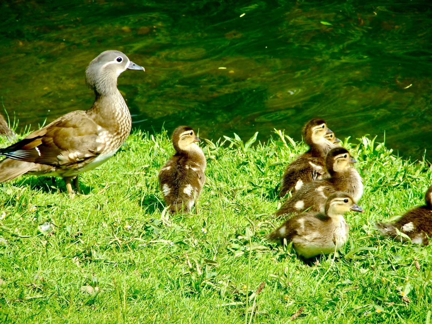 Solve Proud Mandarin jigsaw puzzle online with 99 pieces