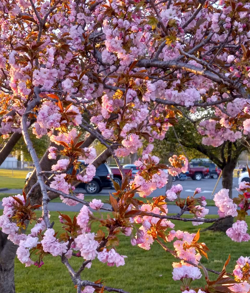 Solve Spring blooms jigsaw puzzle online with 42 pieces