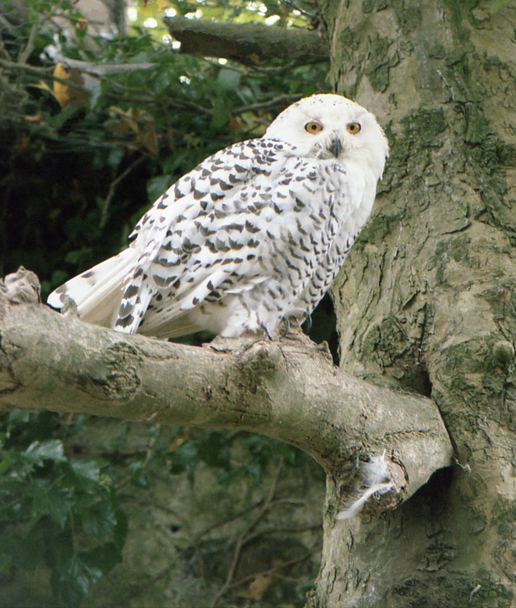 Snowy Owl - 650pc Jigsaw Puzzle By SunsOut - Serious Puzzles
