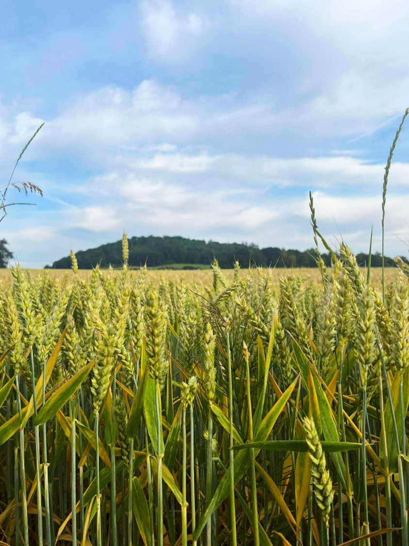 Solve Nature jigsaw puzzle online with 12 pieces