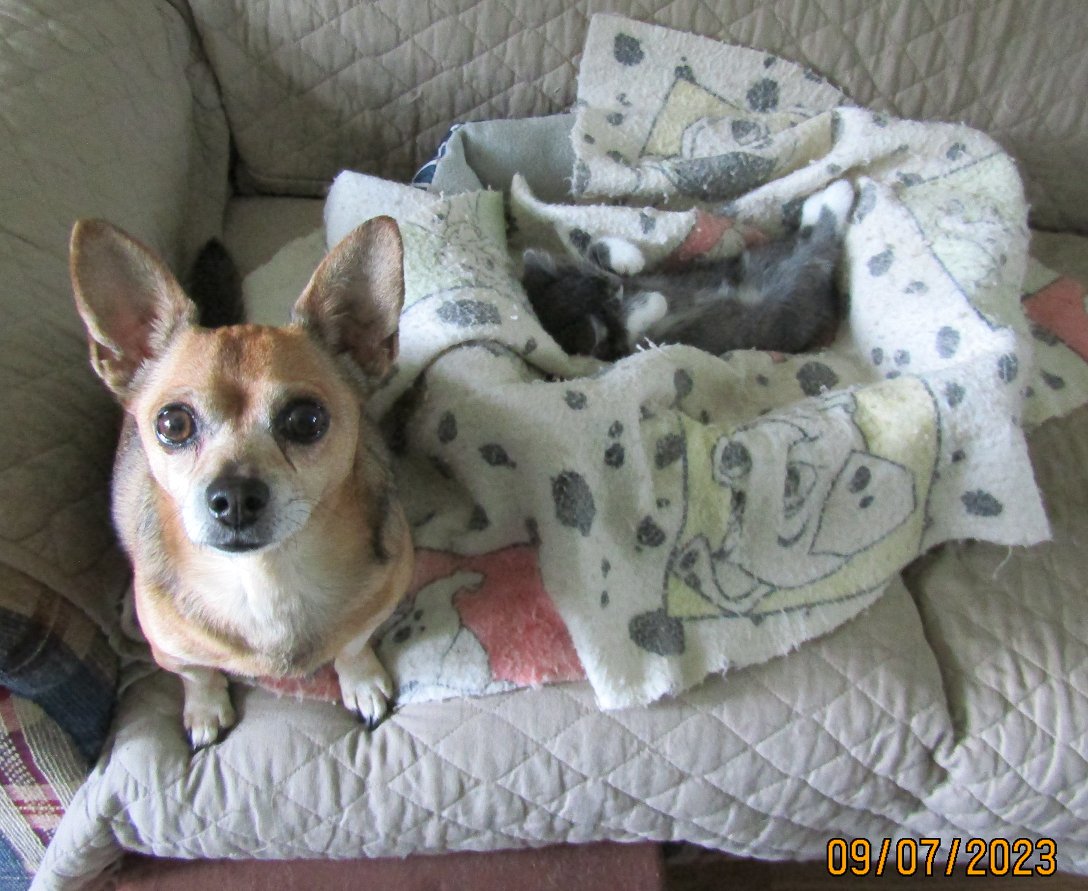 Solve It's in MY bed! jigsaw puzzle online with 20 pieces