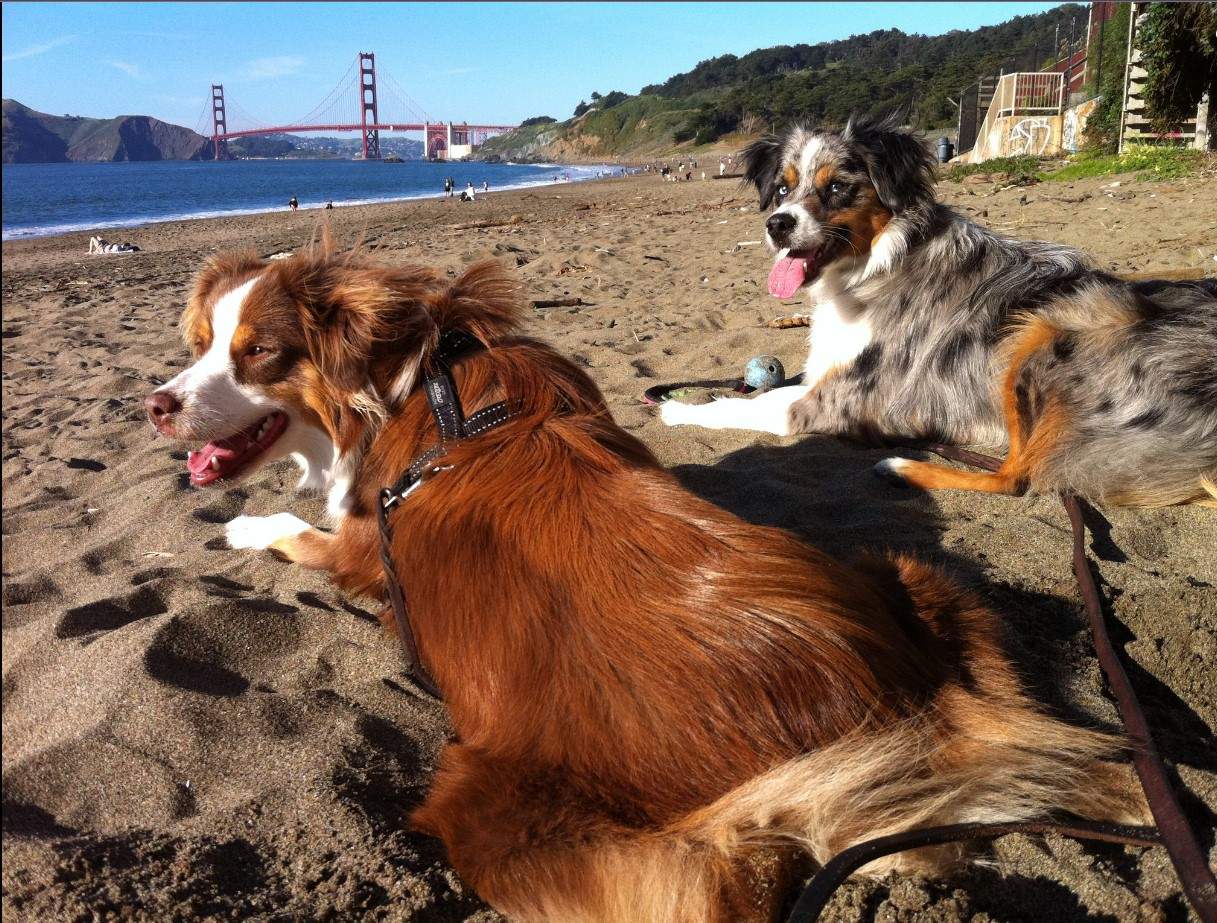 Jigsaw Puzzle sf bay beach dogs hanging out at bakers beach 63