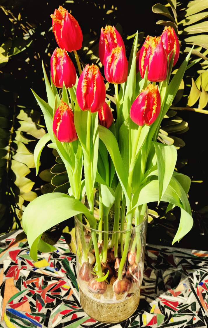 Solve This Year's Costco Tulip Bulb Vase jigsaw puzzle online with 28