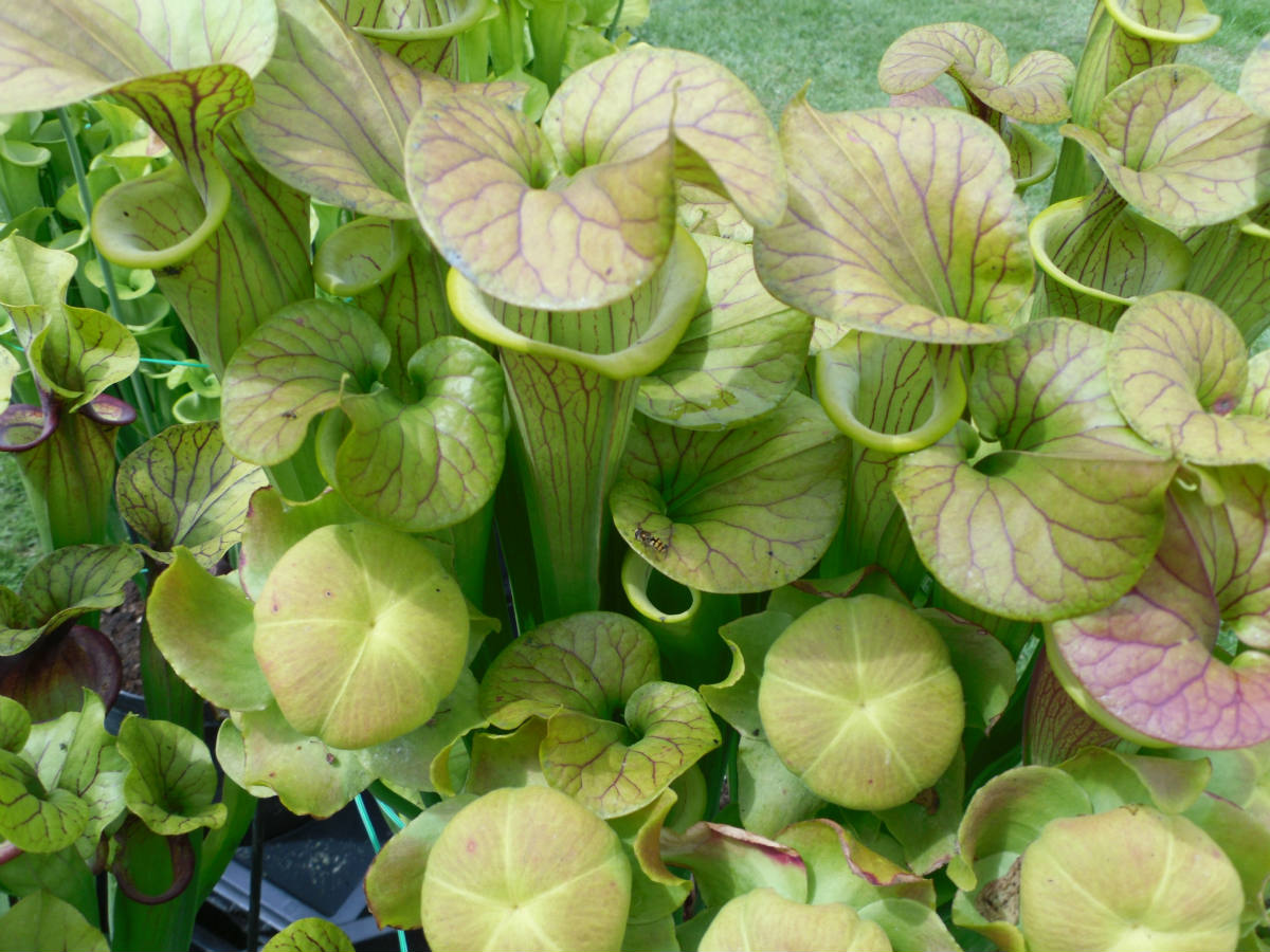 Solve insectivore plants jigsaw puzzle online with 108 pieces