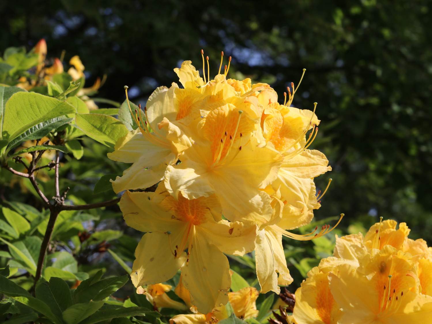 Yellow Rodedendron Solve Yellow Rhododendron at Clingendael estate. jigsaw puzzle online ...