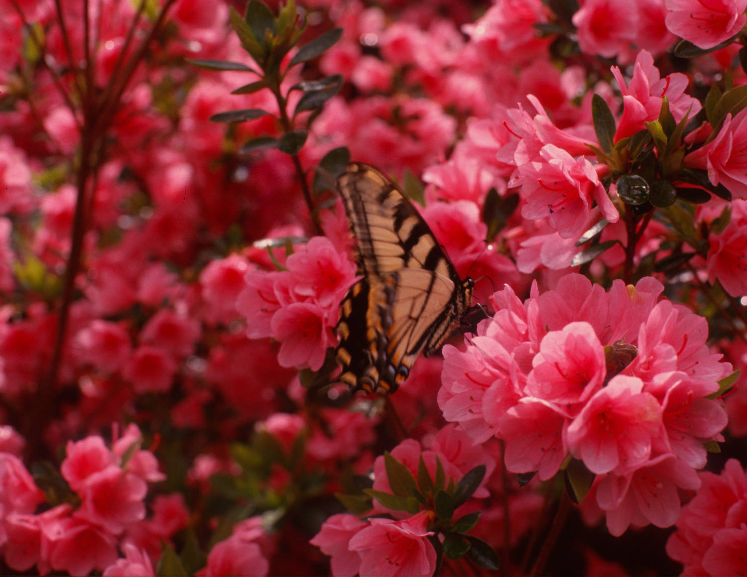 Solve Azaleas And Butterfly Jigsaw Puzzle Online With 180 Pieces solve-azaleas-and-butterfly-jigsaw-puzzle-online-with-180-pieces