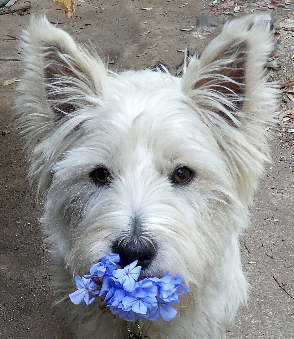 Solve Fergus jigsaw puzzle online with 42 pieces