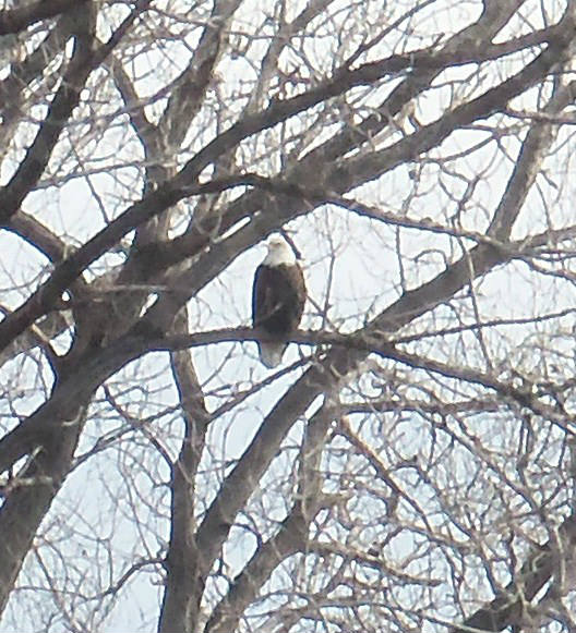 Solve Bald eagle in Kansas jigsaw puzzle online with 16 pieces