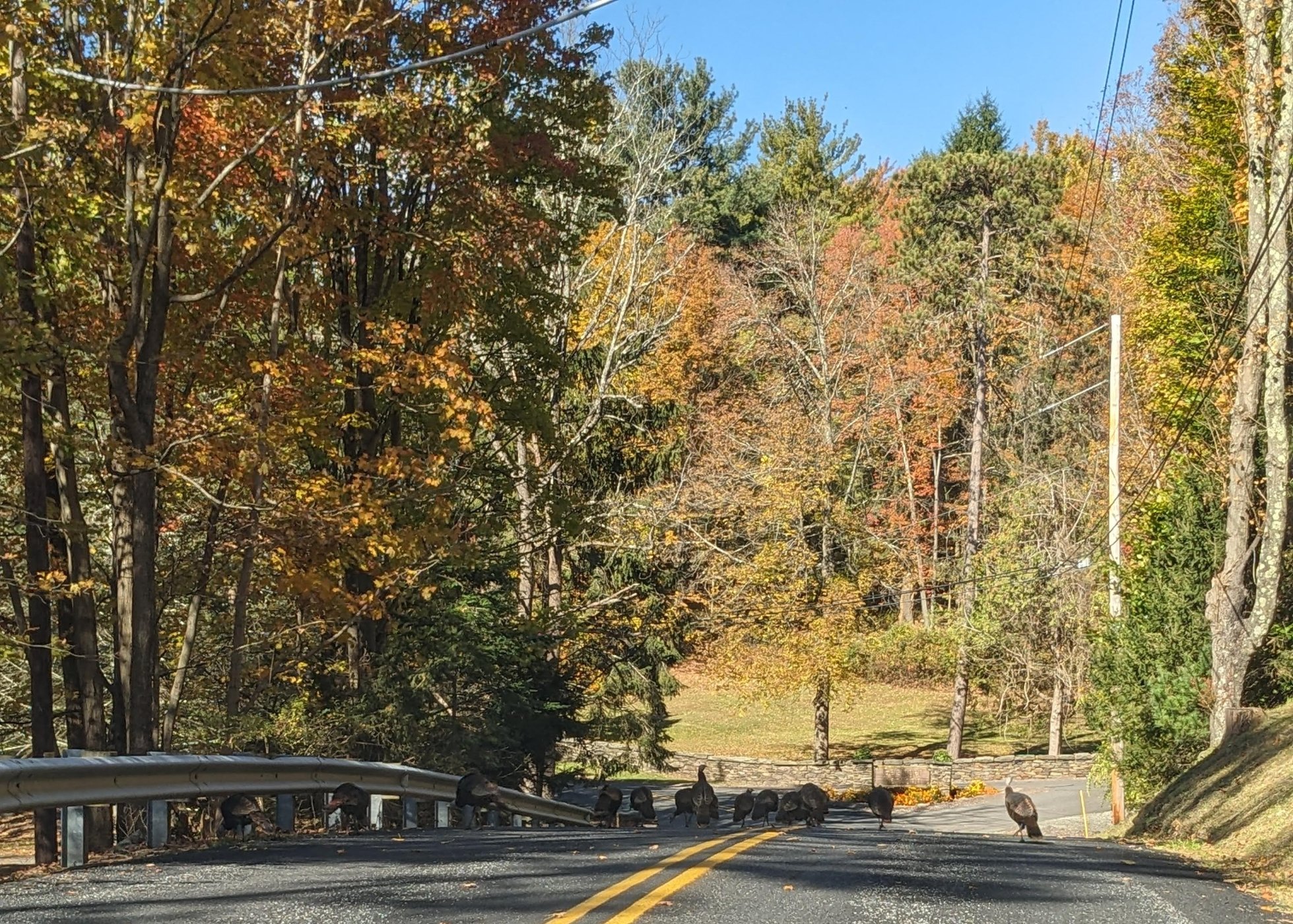 Jigsaw Puzzle 70 pieces Turkeys milling about Jigidi