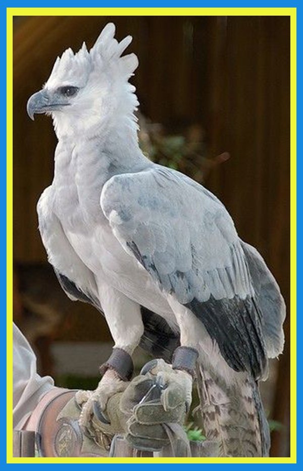 Solve Harpy Eagle jigsaw puzzle online with 77 pieces