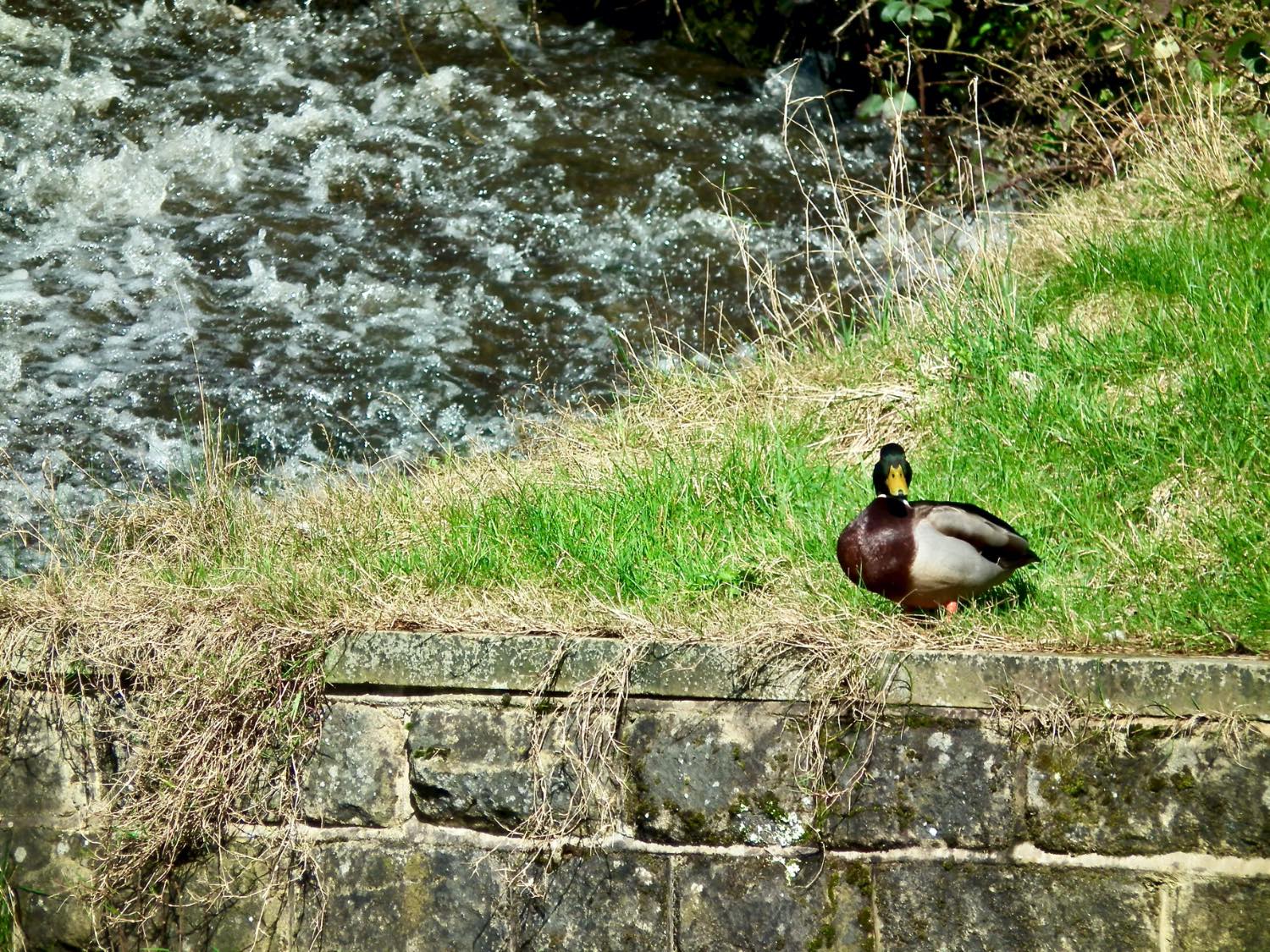 Solve Keeping Dry jigsaw puzzle online with 99 pieces