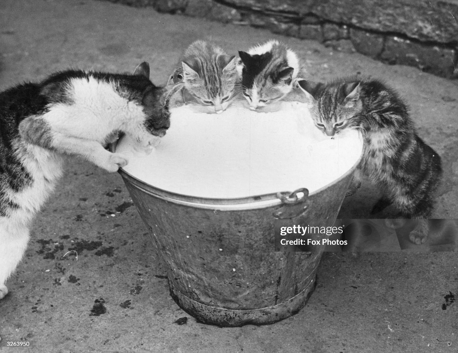 Jigsaw Puzzle 20 pieces Mom and kittens at the pail of newly