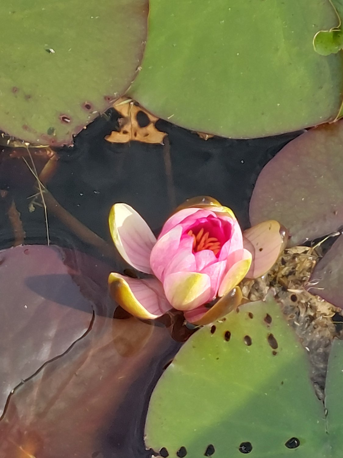 Solve Water Lily Japanese Garden jigsaw puzzle online with 130 pieces