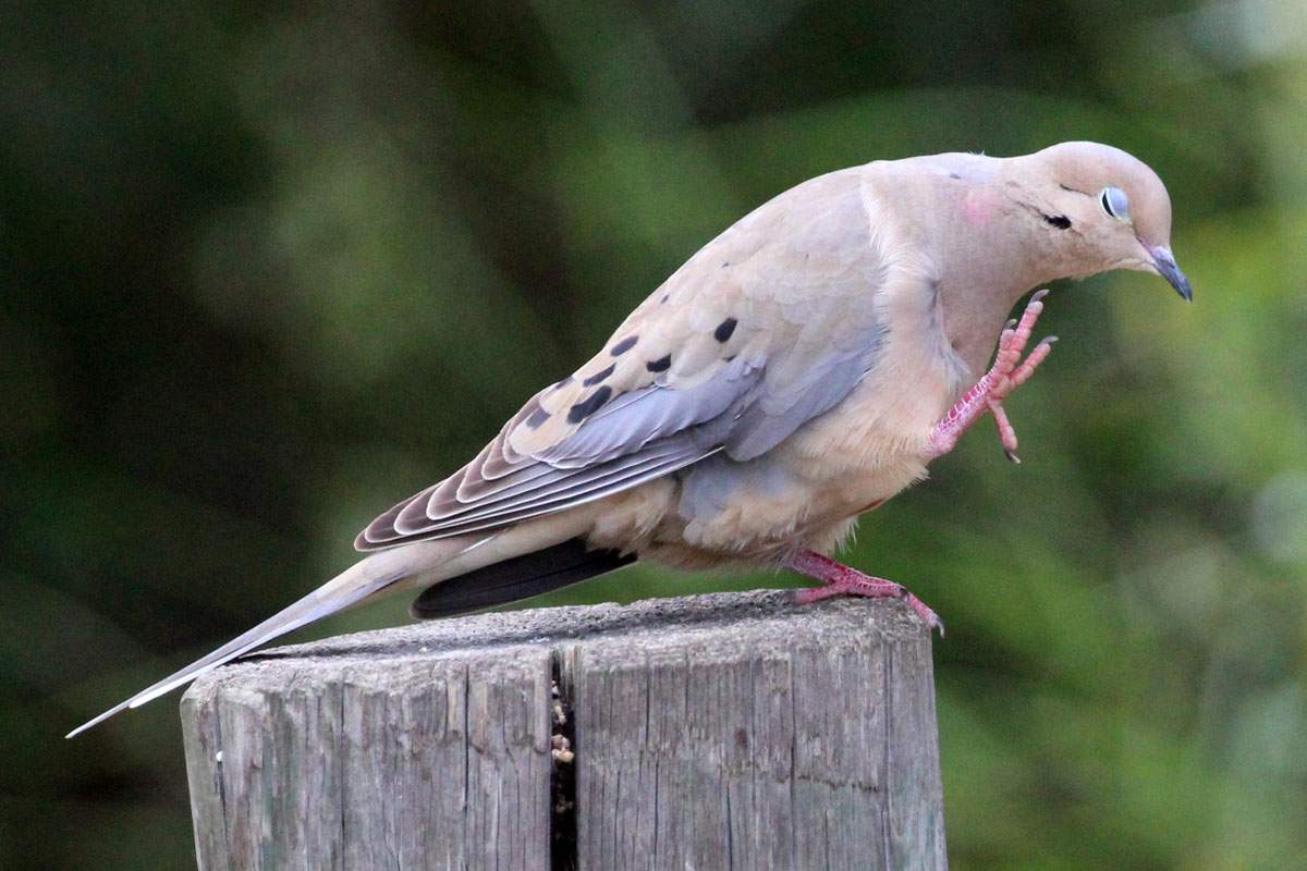 Solve Itchy chin! jigsaw puzzle online with 24 pieces