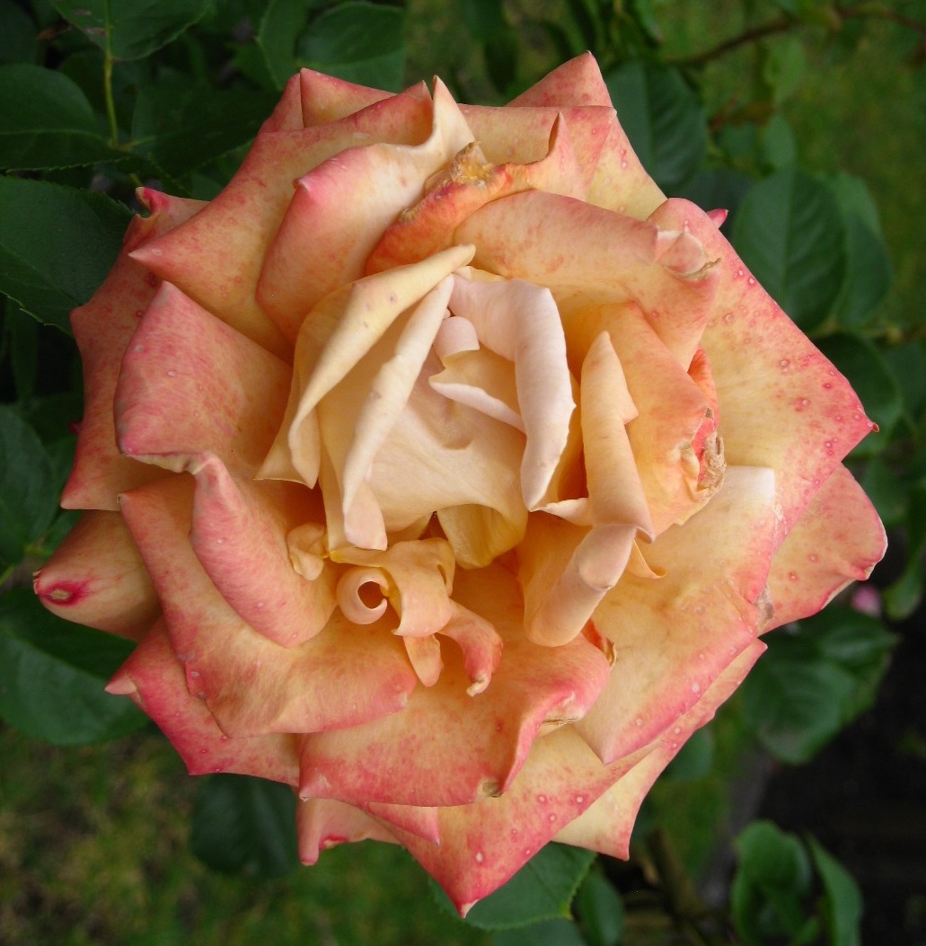 Magificent Roses Solve Another magnificent rose jigsaw puzzle online with 225 pieces