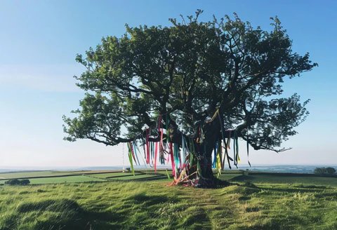 Solve Fairy tree The Hill of Tara in Meath Ireland jigsaw puzzle online