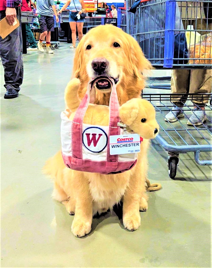 Solve Costco doggo (actually a Service Dog). Following Costco rules