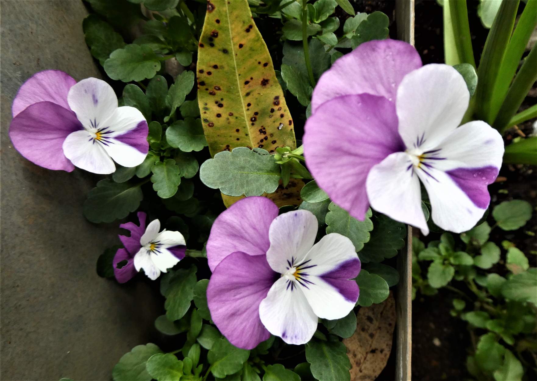 Solve Violas jigsaw puzzle online with 150 pieces