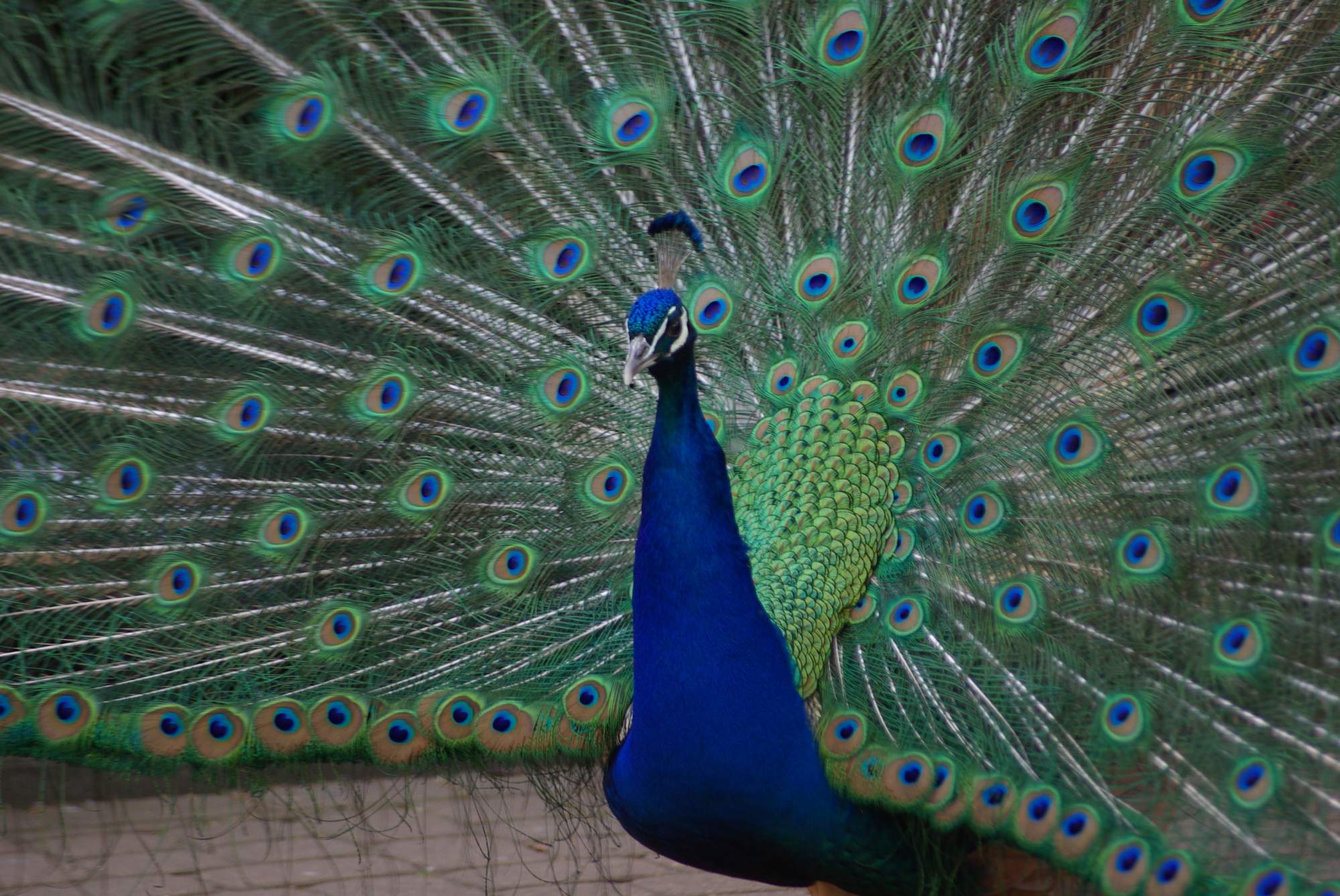 Solve VPR-Pfau jigsaw puzzle online with 384 pieces