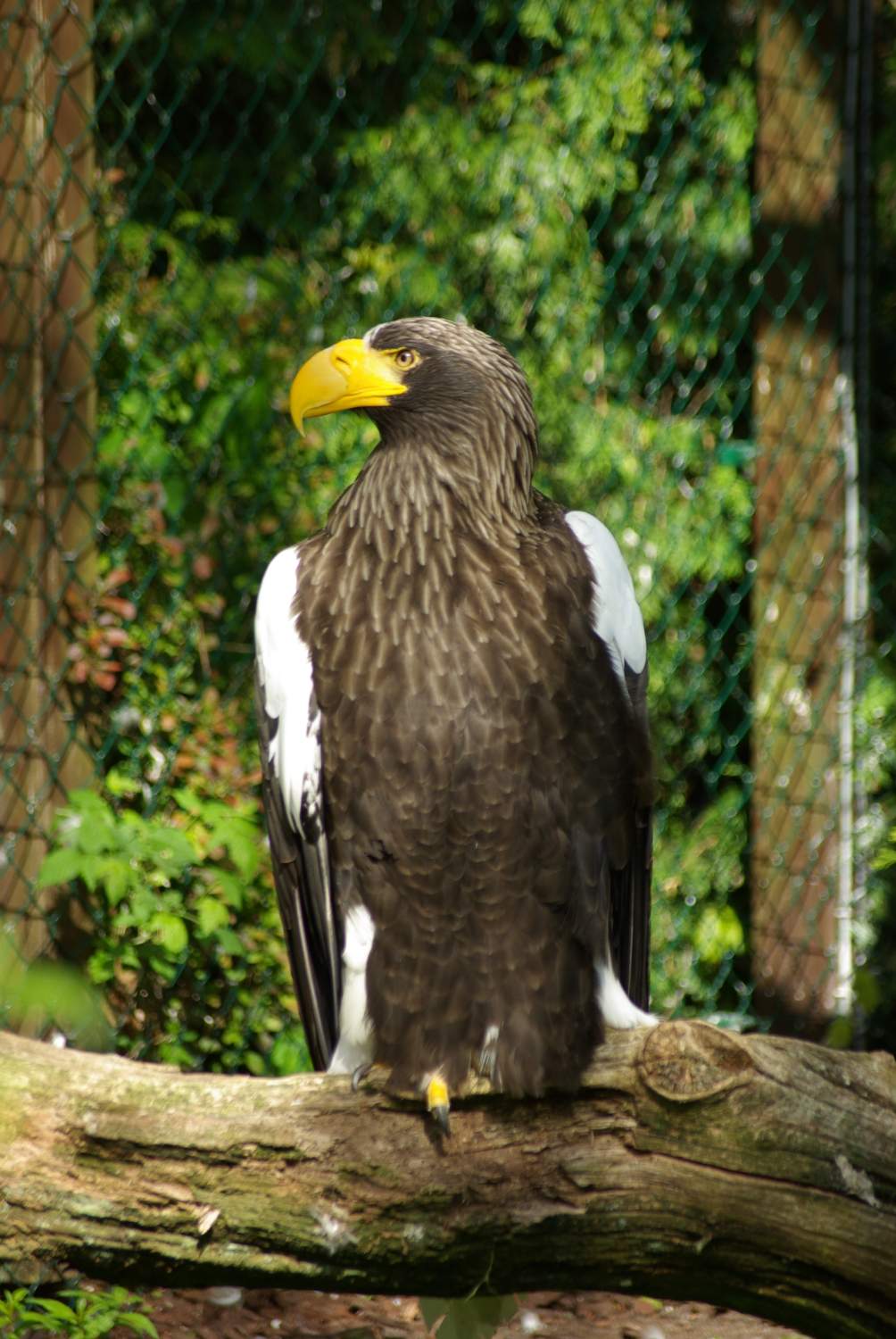 Solve VPR-Riesenseeadler jigsaw puzzle online with 260 pieces