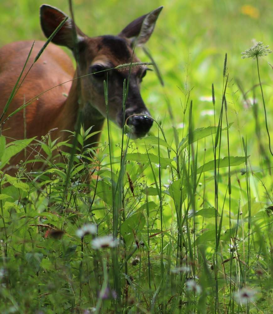 Solve Hidden in the Cove Sheila Kilgore Pendleton Baker jigsaw puzzle