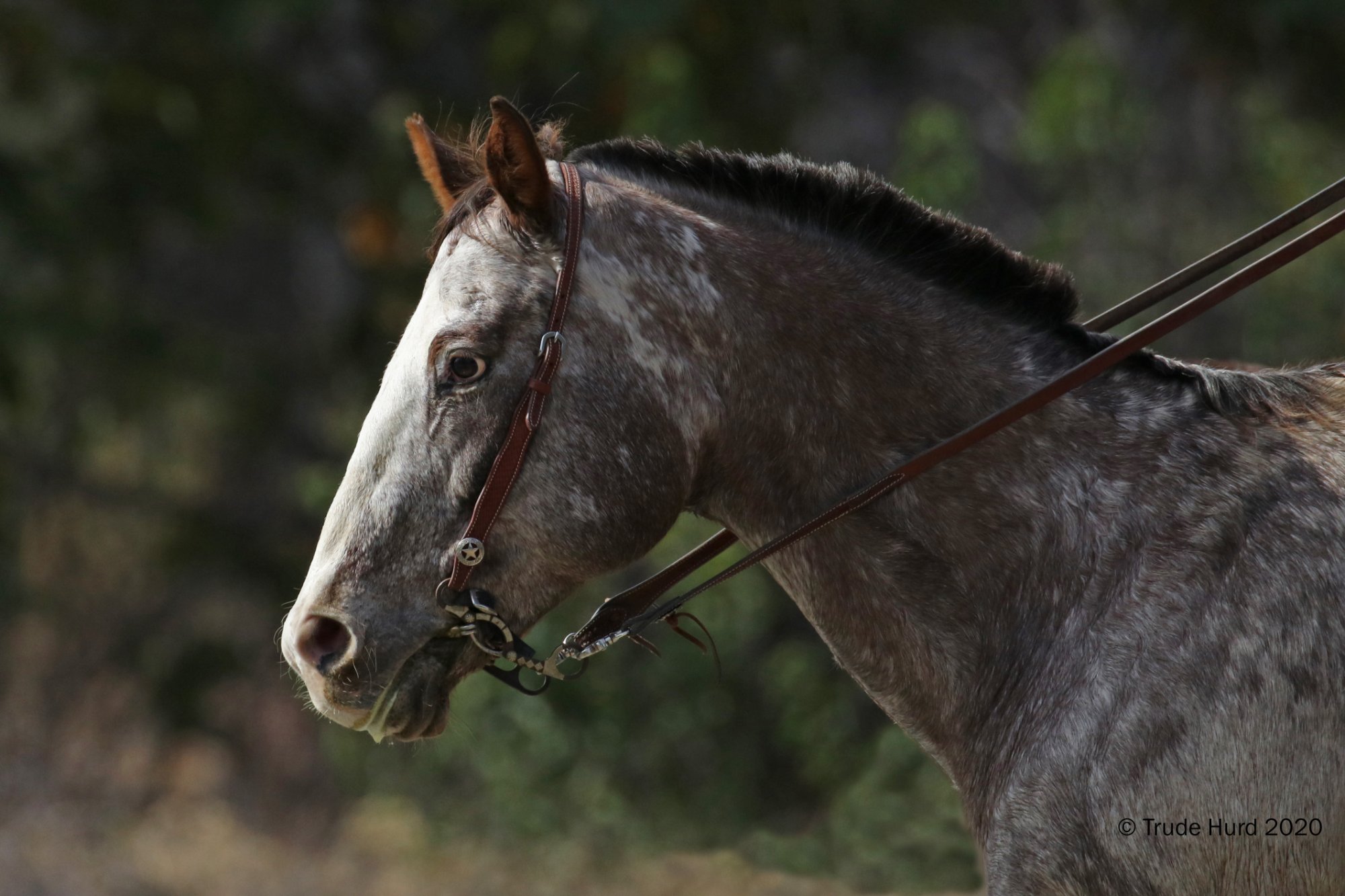 Solve Horse at Caspers Wilderness Park jigsaw puzzle online with 77 pieces