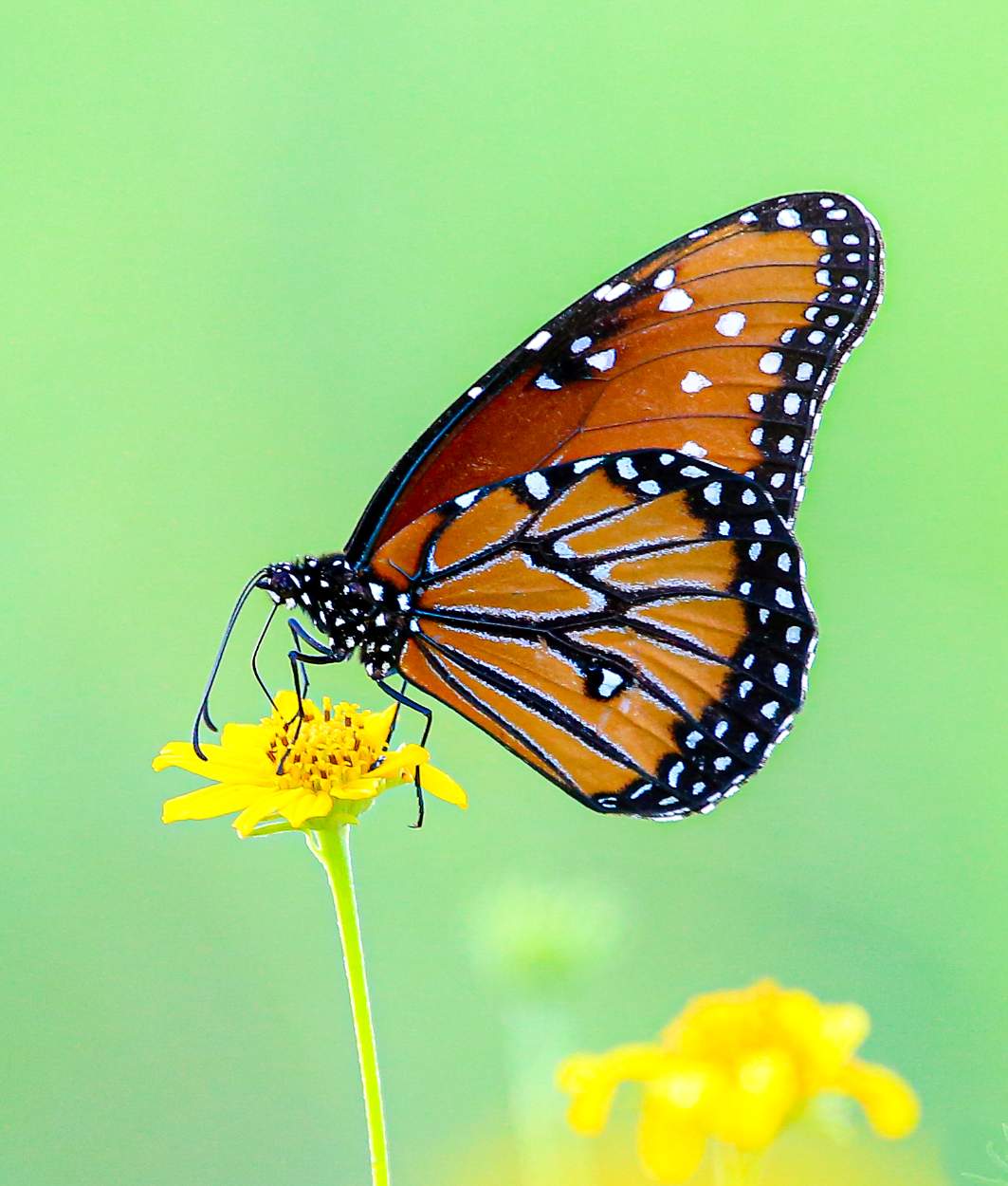 Solve BIG MONARCH...SMALL FLOWER jigsaw puzzle online with 90 pieces