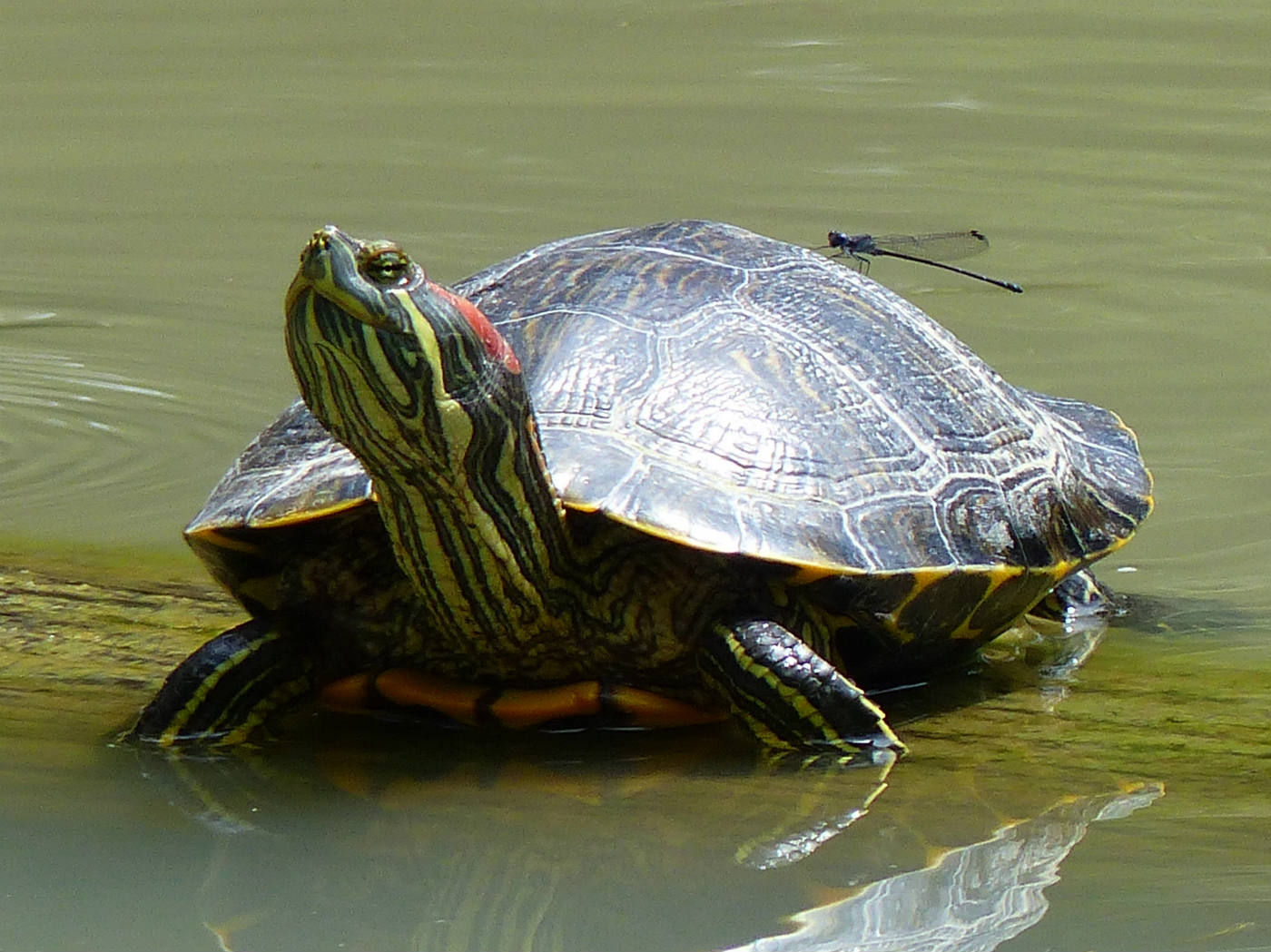 Solve Red eared slider & dragonfly hitchhiker jigsaw puzzle online with