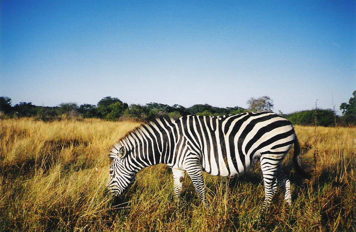 Solve Zebra jigsaw puzzle online with 150 pieces